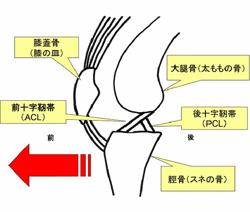 靭帯 前 術 十字 再建